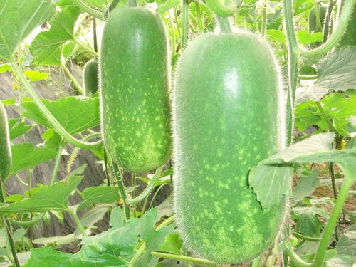 每日大赛吃瓜入口,吃瓜群众狂欢入口揭秘